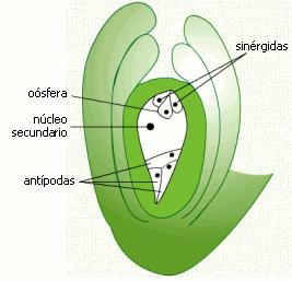 FECUNDACIÓN 1 o ) Germinación del grano de polen: El tubo polínico está dirigido por el núcleo vegetativo.