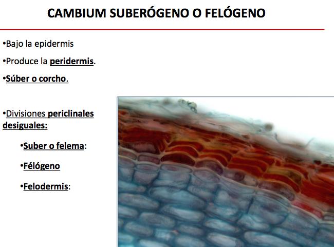 - Es el origen del floema secundario (que crece hacia el exterior) y del xilema secundario (que crece hacia el interior) CAMBIUM SUBERÓGENO O FELÓGENO - Es un meristemo secundario