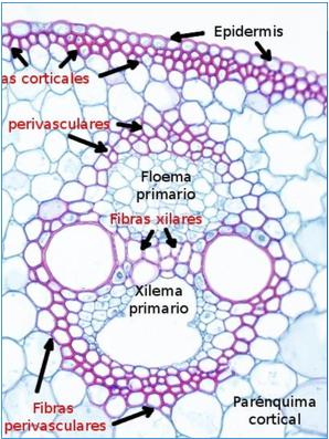 crecimiento o en herbáceas Sólo hay un tipo celular y el origen es del meristemo fundamental. Son células vivas con capacidad de desdiferenciación.
