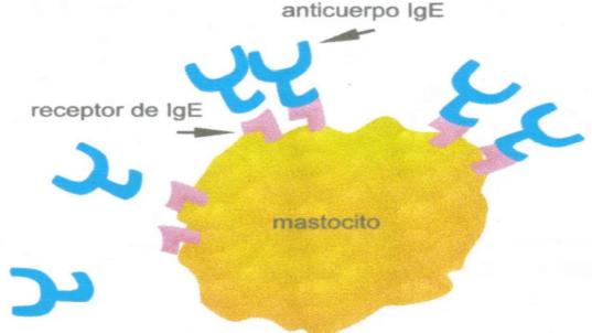 El entrecruzamiento del alergeno a 2 moléculas de IgE unidas al receptor