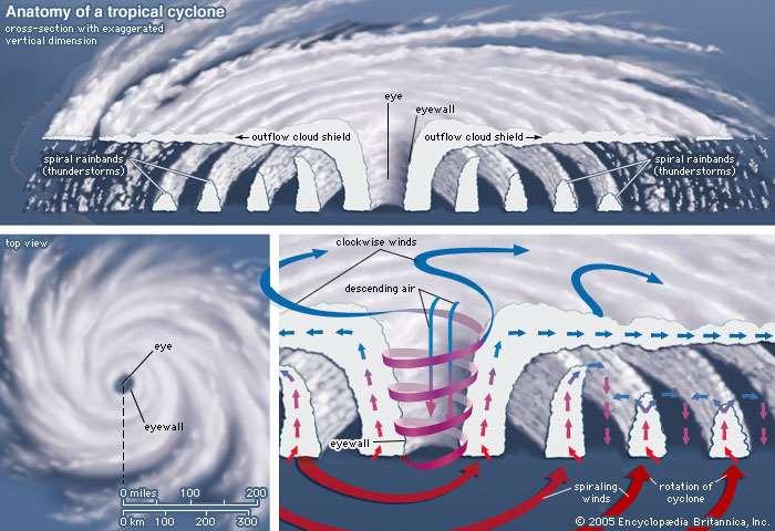 Estructura de un ciclón tropical Anatomía de un ciclón tropical Corte transversal con dimensión vertical exagerada Ojo Pared del ojo Bandas nubosas