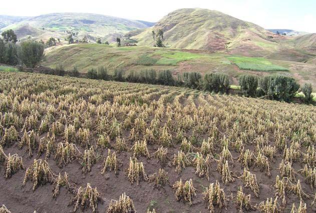 cultivos resistentes al estrés climático Mayores problemas de erosión Mayores problemas para el