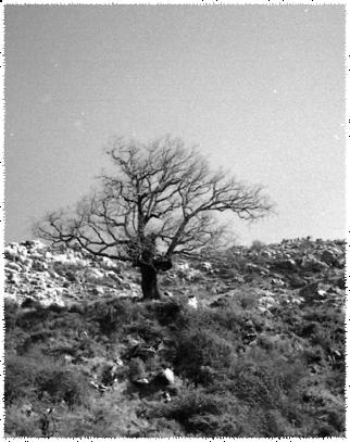 Quejigo (Quercus faginea) Árbol de tamaño medio (rara vez alcanza 20 m).