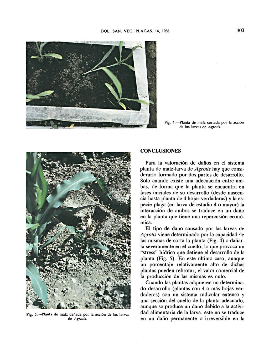 Fig. 4. Planta de maíz cortada por la acción de las larvas de Agrotis. CONCLUSIONES Fig. 5. Planta de maíz dañada por la acción de las larvas de Agrotis.