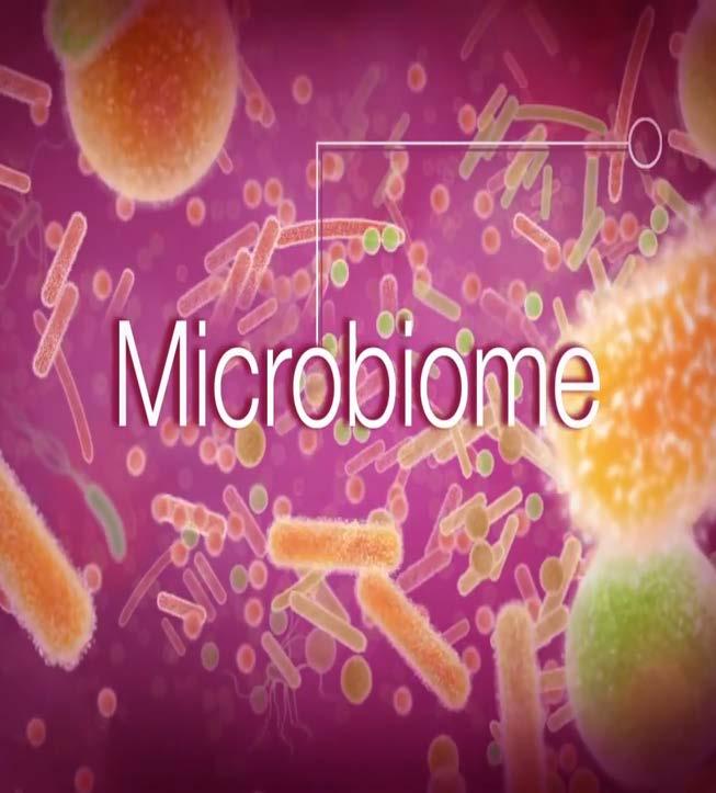 Colonización bacteriana en el ser humano Todos los sitios del cuerpo humano expuestos directa o indirectamente al medio ambiente están colonizados por microorganismos.