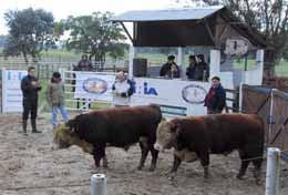 35ª Prueba de la CENTRAL KIYÚ Introducción Iniciada en 1976, el objetivo de la Prueba de Comportamiento de Toros es comparar características productivas de toros de pedigre seleccionados en rodeos