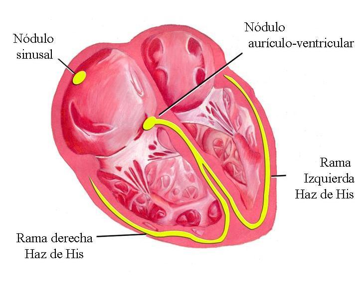 Material elaborado por el Dr. en Veterinaria D. Enrique Ynaraja Ramírez.