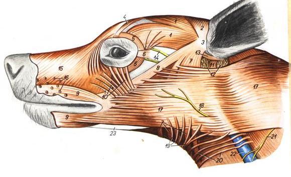 Miología de cabeza Canino: Musc. platisma en región dorsal del cuello hasta la comisura oral, musc.