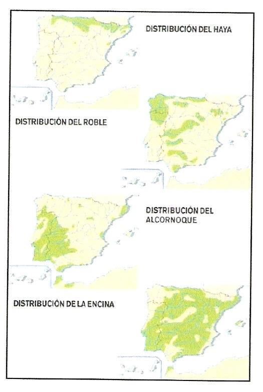 PRÁCTICA 34 - FORMACIONES VEGETALES Los mapas representan la distribución de cuatro especies arbóreas en la Península Ibérica.