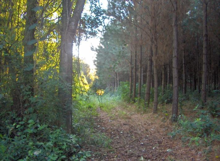Pastizal Selva Bosque Forestaciones