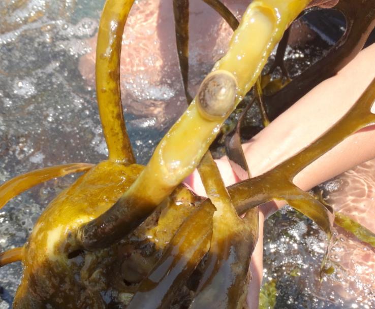 Animales Clase preparatoria: Animales y algas asociados a las algas pardas varadas de gran tamaño ESTIPES DISCOS DE ADHESIÓN SOMBRERITO CHINO El sombrerito chino se