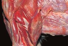 Se halla caudal al extremo distal del húmero, entre sus dos epicóndilos. Cubre la cara proximal de la articulación del codo y se fija en su cápsula articular.