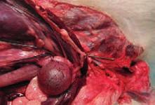 Pliegue de peritoneo que une la parte ventral de la vejiga de la orina con la sínfisis pélvica y línea alba.. Vejiga de la orina. Colon.