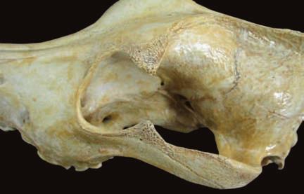 pófisis frontal del hueso cigomático izquierdo ().. pófisis cigomática. pófisis frontal Vista lateral izquierda.. gujero lagrimal.