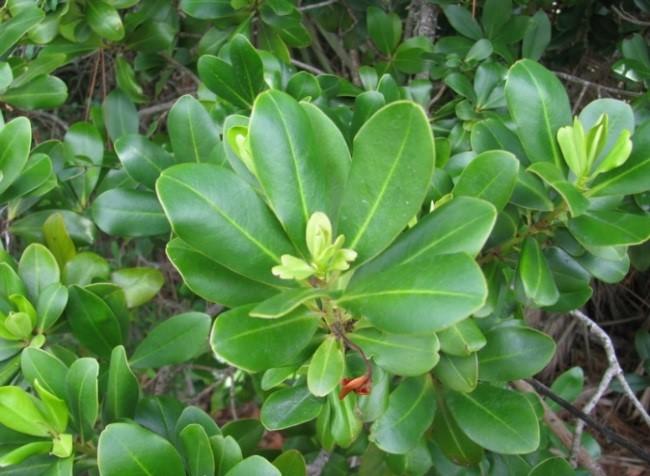 latifolia fue la especie que mayor frecuencia ofreció en los Figura 10. Baccharis latifolia. Fuente: www.chileflora.com ensayos, además de la mayor cobertura en el estrato arbustivo (13.76%).