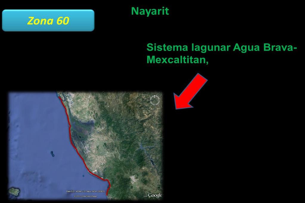 NAYARIT El área de estudio comprende la zona estuarina del estado de Nayarit tiene una línea de costa de 289 km, su zona estuarina comprende una extensión aproximada de 90,000 hectáreas que incluye
