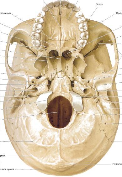 Hueso de la base del Cráneo Compare los huesos reales con los de la imagen, trace