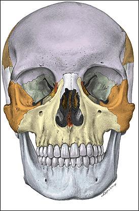 Huesos de la cara Identifique con una flecha los huesos de la cara y