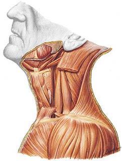 5. Procedimientos: En la siguiente imagen identifique los músculos del cuello.