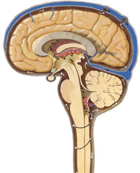 Tercer ventrículo: Ocupa el interior del diencéfalo y se comunica con los ventrículos cerebrales laterales a través de los agujeros de Monro.
