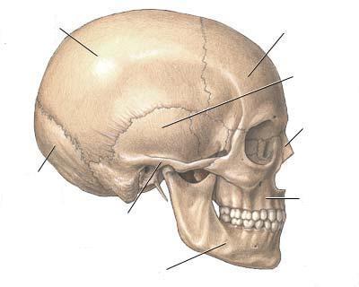 5. Procedimientos: Responda las siguientes preguntas: 1. Qué características presentan los huesos de la cara y del cráneo? 2.