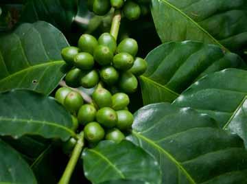 La crisis del café en Mesoamérica renovación de cafetales, el establecimiento de un sistema de monitoreo y alerta temprana de plagas y el desarrollo de variedades de café resistentes a la enfermedad.