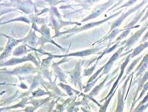 Ensayos de toxicidad in vitro Ensayos realizados en la línea celular