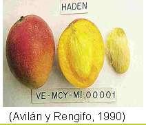 OBJETIVO GENERAL Evaluar la relación entre el régimen hídrico y el inicio de la floración del mango en condiciones
