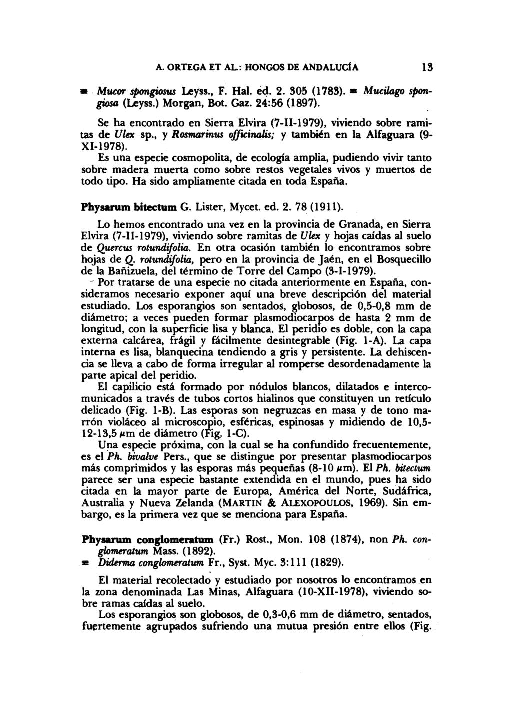 A. ORTEGA ET AL: HONGOS DE ANDALUCÍA 13 Mucor spongiosus Leyss., F. Hal. ed. 2. 305 (1783). * Mucilago spongiosa (Leyss.) Morgan, Bot. Gaz. 24:56 (1897).