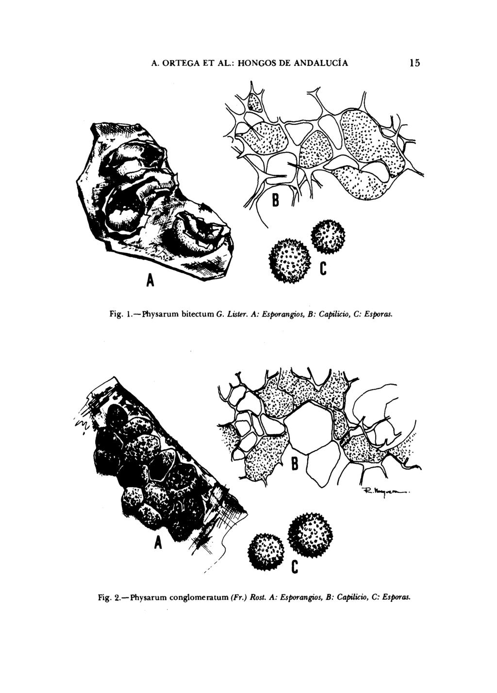 A. ORTEGA ET AL.: HONGOS DE ANDALUC~A Fig. l.-physarum bitectum C. Lirier.