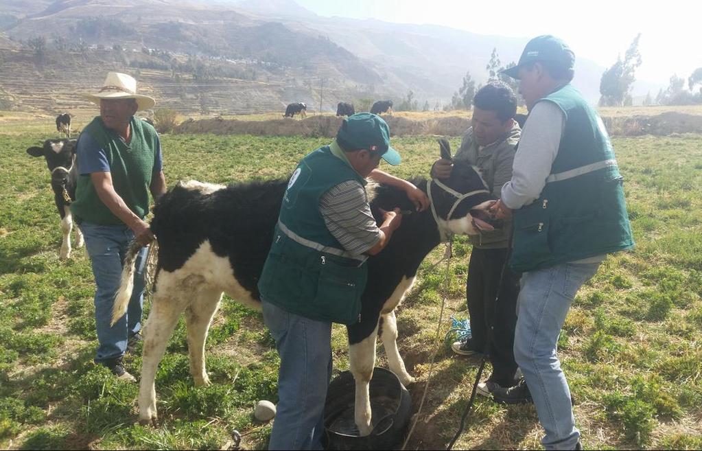 ganado enfrente en óptimas condiciones la temporada de heladas en las zonas altas de la región Arequipa.