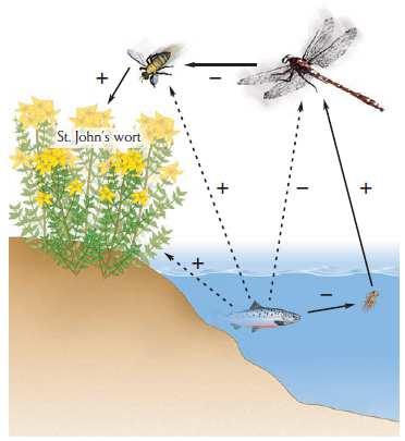 Interacciones indirectas polinizador libélula Hierba