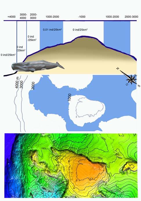 25 Cachalote, Physeter macrocephalus El cachalote estubo presente en el estrato de 1000 a 2000 m de profundidad, la densidad fue de 0,01 individuos/25 km 2, Figura 15.