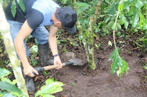 MULTIPLICACIÓN Y CUANTIFICACIÓN DE ESPORAS Se colectaron aleatoriamente muestras biológicas (suelo rizosférico y biomasa