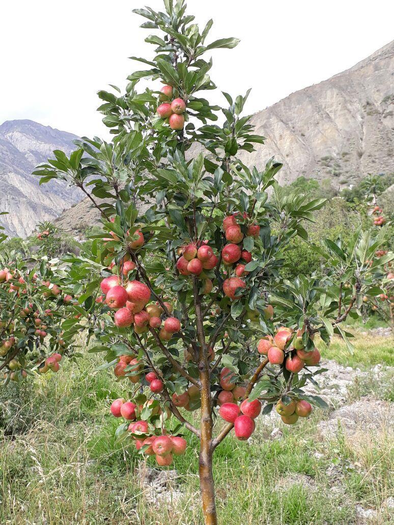 DESCRIPCIÓN DEL PROYECTO Objetivo: Mejorar el desarrollo de la producción primaria de manzana y durazno, para contribuir a la seguridad alimentaria.