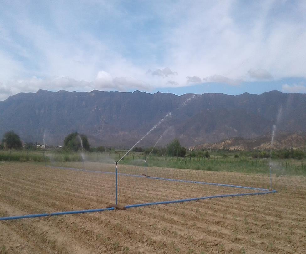 50,25 Ha de superficie con cultivo de zanahoria bajo riego RIEGO PARA CULTIVO DE