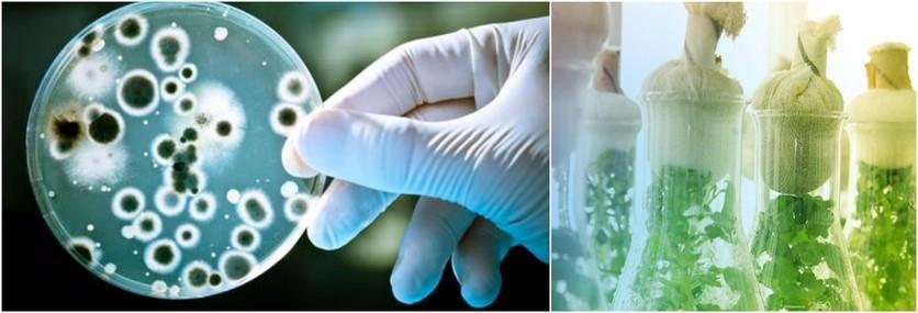 BIOTECNOLOGÍA AGRÍCOLA Extractos de plantas Metabolitos producidos por hongos y/o bacterias