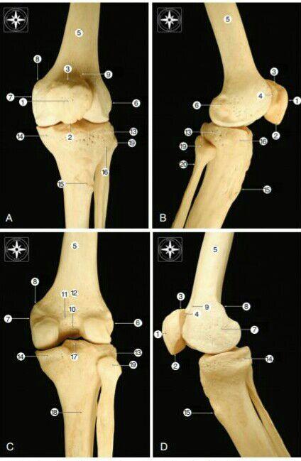 Anatomía de rodilla Para entender la rodilla es fundamental conocer la anatomía y la biomecánica de ella Anatómicamente la