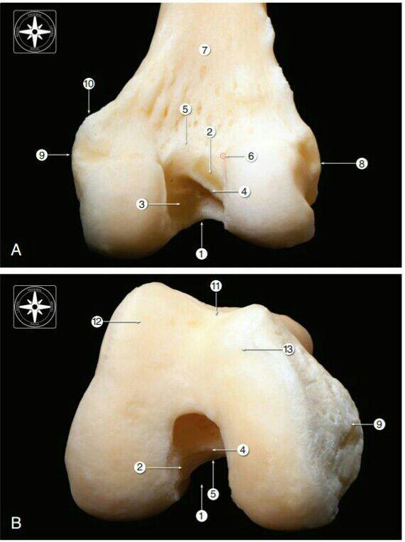 Anatomía fémur distal Vista posterior de zona intercondilea en extensión Vista distal de fémur en 90 de