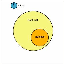 Sistema del Interferón n o interferones de tipo I Son citoquinas producidas por células infectadas por virus