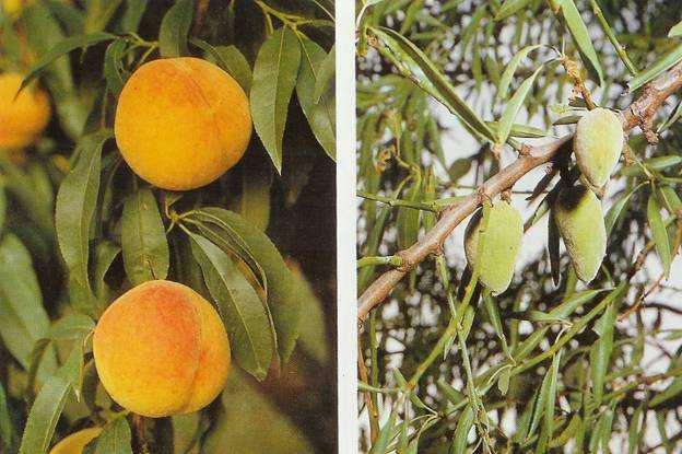 Presseguer ( Prunus persica ) Albercoquer ( Prunus armeniaca ) Prunera