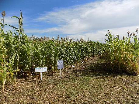 000 pl ha -1 Nº de cultivares 23 Localidad Tratamiento semillas Siembra Época de siembra La Estanzuela 175 g i.a Tiametoxam + (6,25 g i.a Fludioxonil + 56,25 g i.a Metalaxil-M + 37,5 g i.