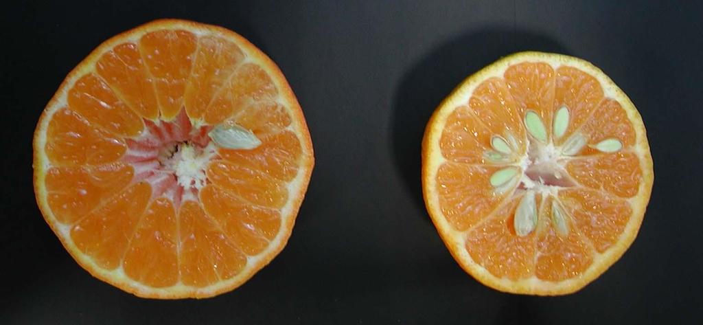 Polinización MANUAL Foto inferior: frutos de NERO (izquierda) y CLEMENULES (derecha)