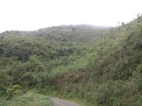 Unidad de Patrimonio Natural: Forestal Propuestas plantaciones comerciales Se receptaron 11 propuestas de plantaciones