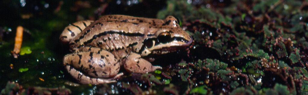 (Leptodactylus mistacinus) Ranita de Bigotes este anfibio habita arroyos serranos y sitios con aguadas en el norte de las sierras de Córdoba.