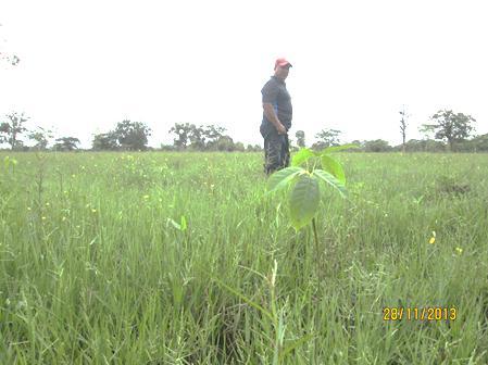 Abonos verdes en cultivo de callejones 1 -Preparación del terreno 1.1.- Limpia del terreno 1.