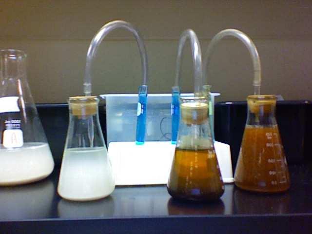 Actividad metabólica (producción de CO ) CO + NaOH Na CO + H O Na CO + BaCl BaCO + NaCl NaOH (residual) + HCl NaCl + H O. Muestra de suelo.