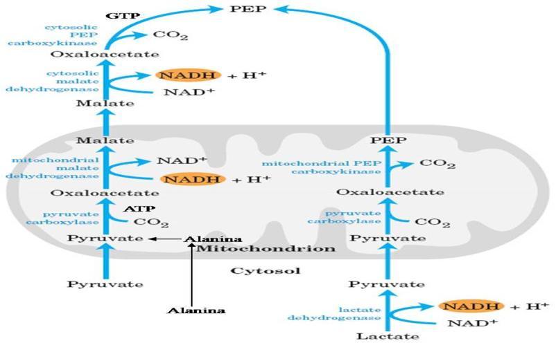 1 reacción de rodeo: síntesis de PEP El transporte de OA al citosol como malato y su posterior oxidación a OA permite transporte de NADH desde la mitocondria