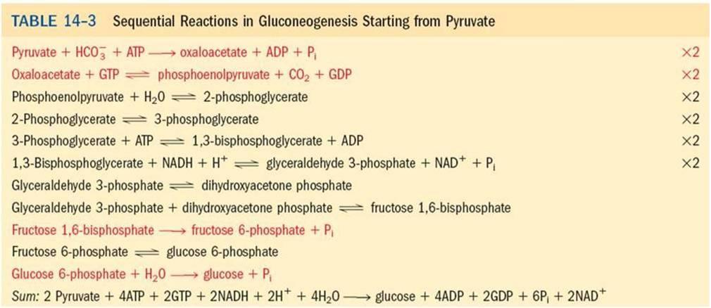 Balance energético de la gluconeogénesis ΔG = -16 kj/mol ΔG = -63 kj/mol Ambos procesos, glucólisis