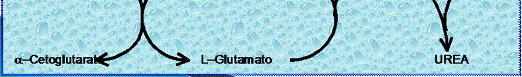 Desaminación oxidativa: Se elimina el grupo amino del glutamato en forma de amoniaco o amonio.